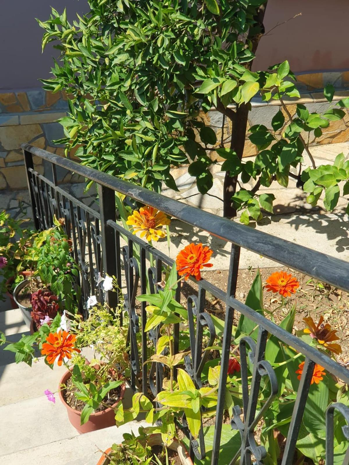 Sara Guesthouse Berat Zewnętrze zdjęcie